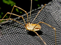 Opilio canestrinii